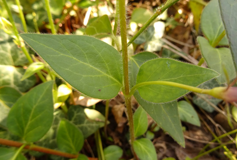 Vinca major (subsp. hirsuta?) - Apocynaceae